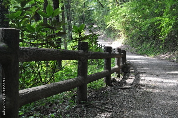 Obraz 木の柵のある曲がった道