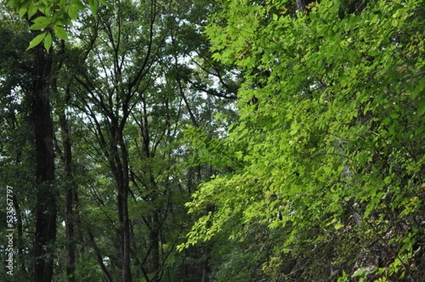 Obraz 晴れた日の森の中