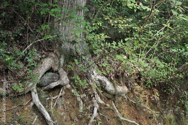 Obraz 巨大な木の根