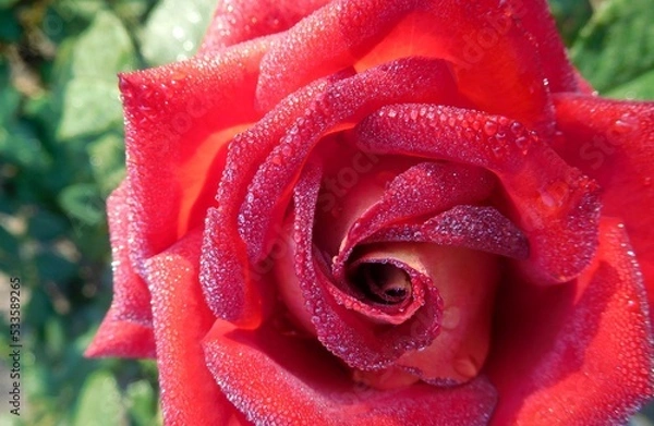Fototapeta red rose with water droplets