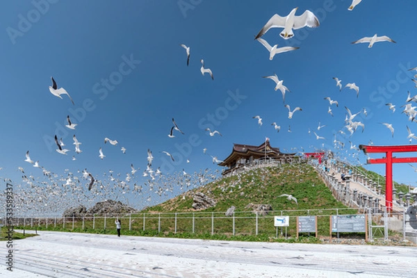 Fototapeta 【青森県八戸市蕪島】蕪島は国の天然記念物「蕪島ウミネコ繁殖地」に指定されている。一斉に飛び立ち乱舞するウミネコ