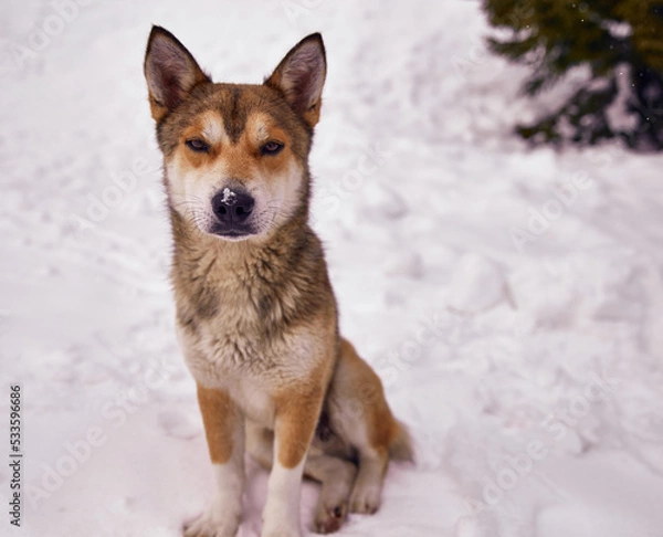 Obraz Close up of lonely homeless dog lying on white snow at a winter cold day. Animal care, adoption, shelter concept