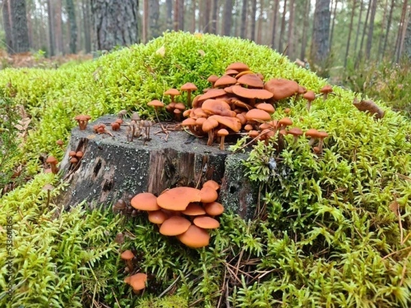 Obraz mushrooms on the tree stump