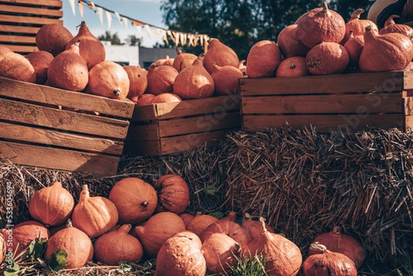 Obraz Farma Dyniowa 2