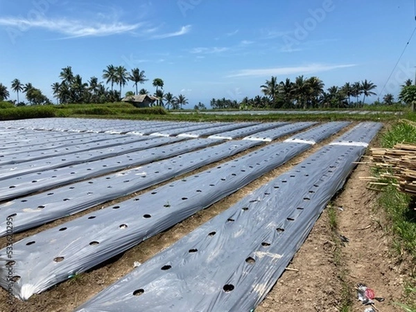 Obraz Agricultural Plastic Sheet known as Mulching Sheet so that the plants in it are planted neatly