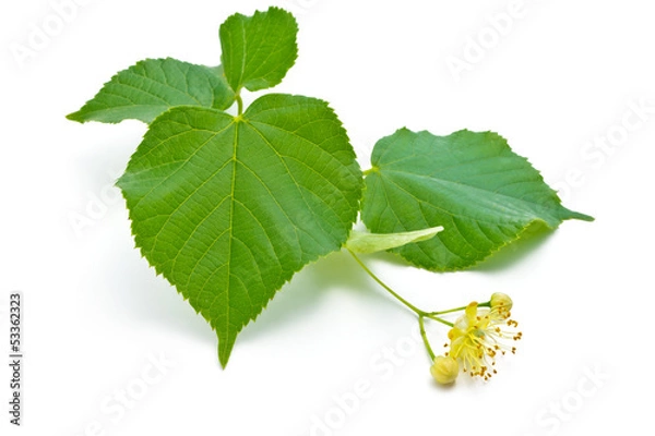 Obraz linden flowers