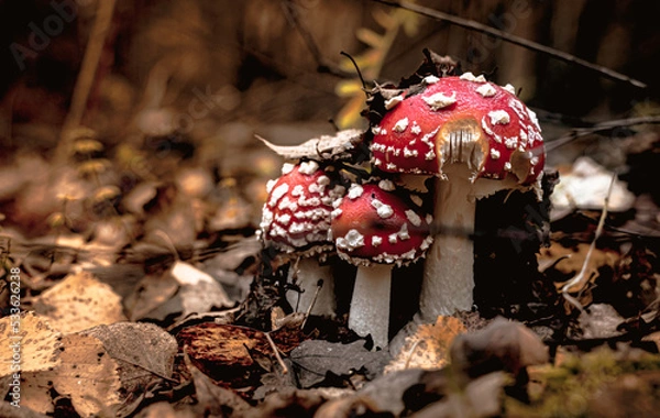Obraz fly agaric mushroom