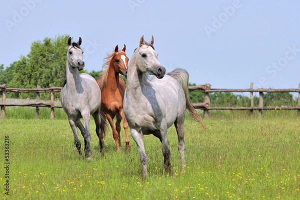 Fototapeta trzy araby