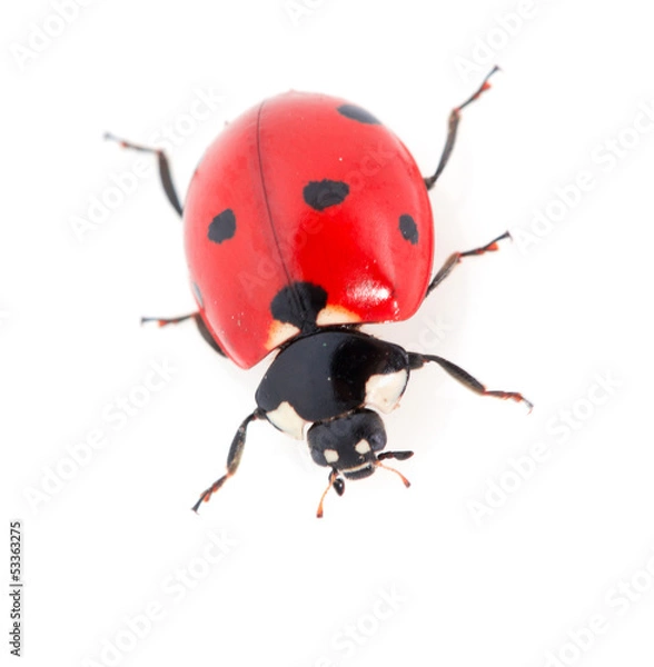 Fototapeta ladybug on a white background. macro