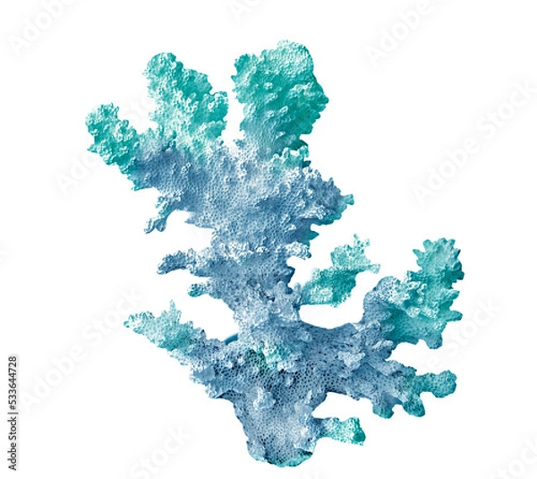 Obraz coral isolated on white background