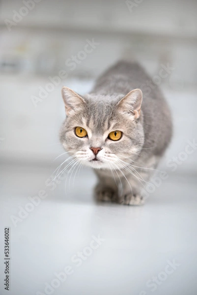 Obraz Scottish straight cat