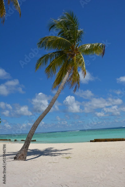 Obraz Palma Maldive