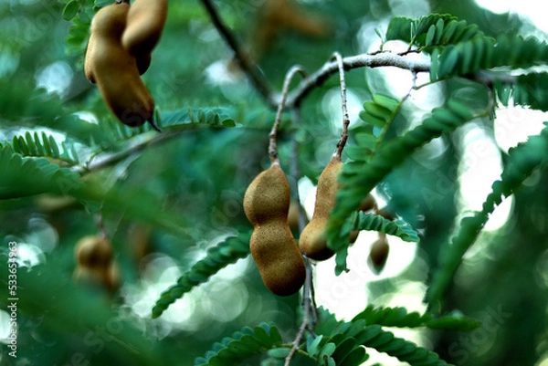 Obraz tamarind tree