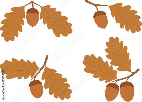 Obraz Set oak branches acorn leaves vector illustration