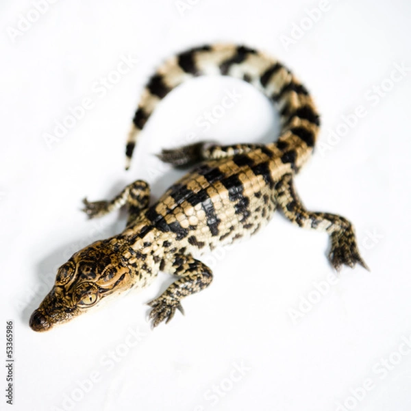 Obraz Little baby crocodiles