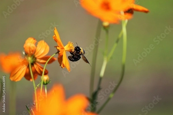 Obraz キバナコスモスと蜂