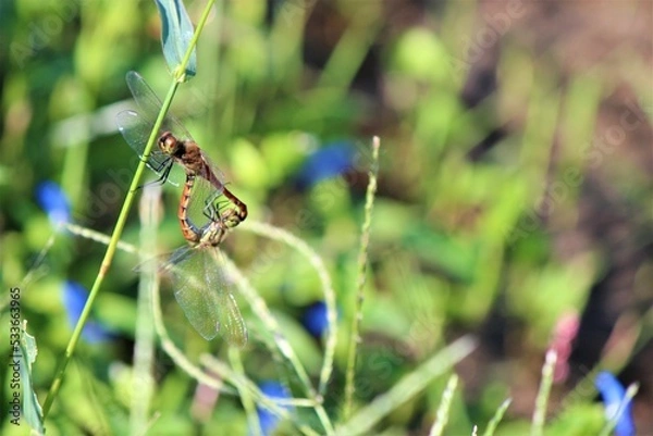 Obraz トンボの交尾
