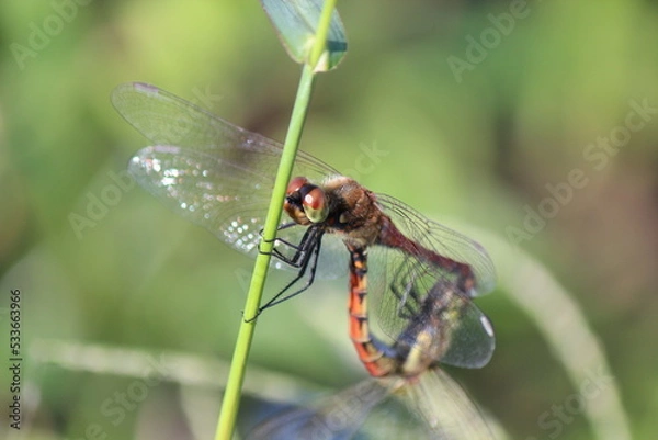 Fototapeta トンボの交尾