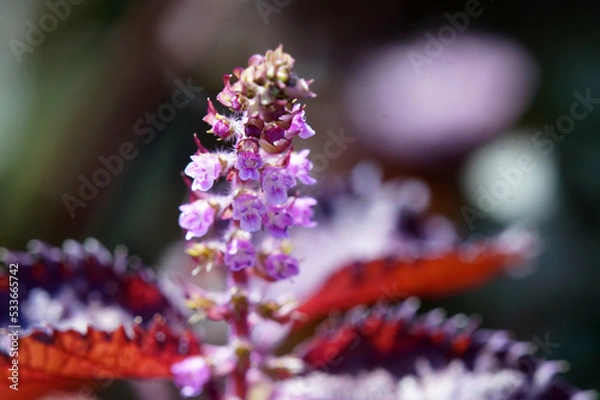 Fototapeta 赤ジソの花　9月下旬