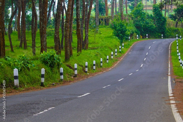 Obraz a highway in a pine forest area