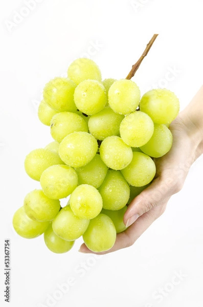 Obraz マスカット