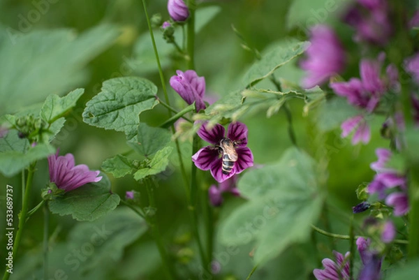 Fototapeta ウスベニアオイの花に深く頭を突っ込むハチ