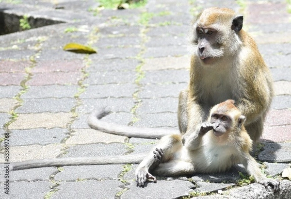 Obraz Macaque monkeys relaxing in a Malaysian park