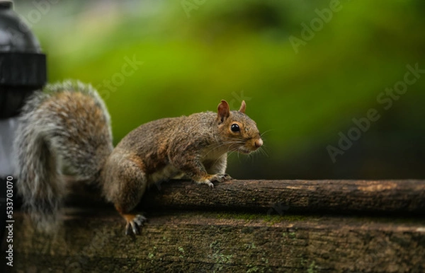 Fototapeta Squirrel standing on a bench in a park. Wildlife forest mammal animal photography.