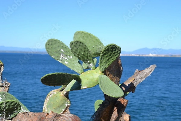 Obraz Cactus sur mer