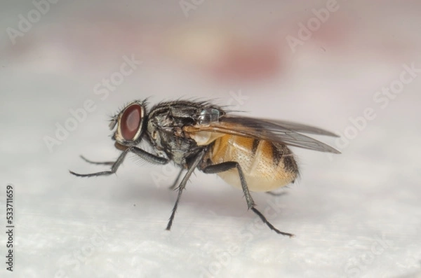 Obraz Big black fly with red eyes. Macro shot
