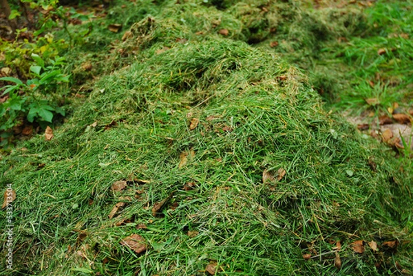 Fototapeta Mowed grass is a natural compost for the soil. Autumn cleanup in the garden. A pile of cut grass. Organic fertilizer. Recycle.