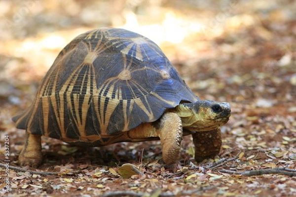 Obraz tortue radiée madagascar