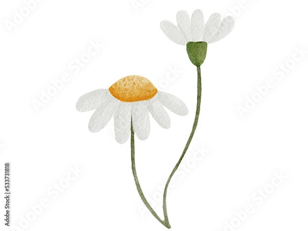 Obraz white daisy flower