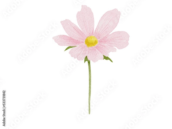 Obraz pink cosmos flower