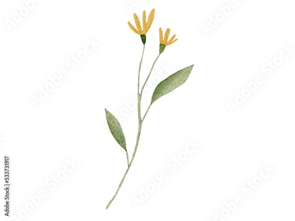 Obraz flower isolated on white