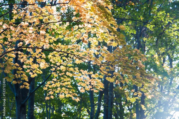 Obraz 朝日に照らされる葉