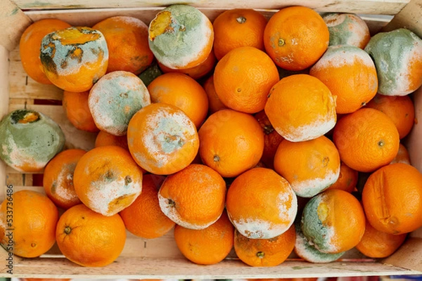 Obraz A rotting orange covered in mold. Damage to food in the warehouse.