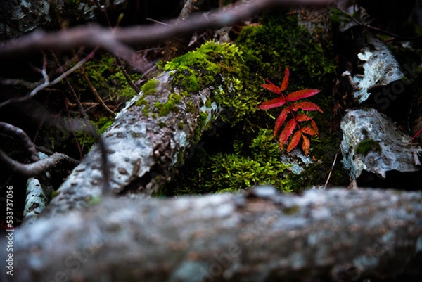 Obraz 赤い落ち葉