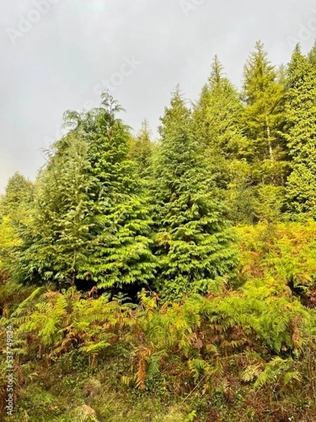 Obraz green moss on the tree