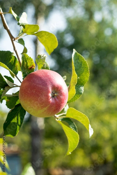 Fototapeta Branch with ripe organic red apple in the apple orchard. Garden products.