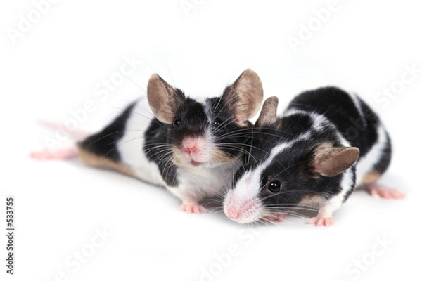 Obraz couple of mice