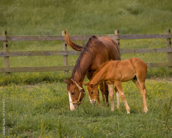 Obraz foal and mare