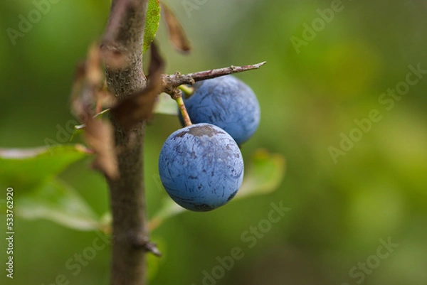 Fototapeta blueberries on a tree