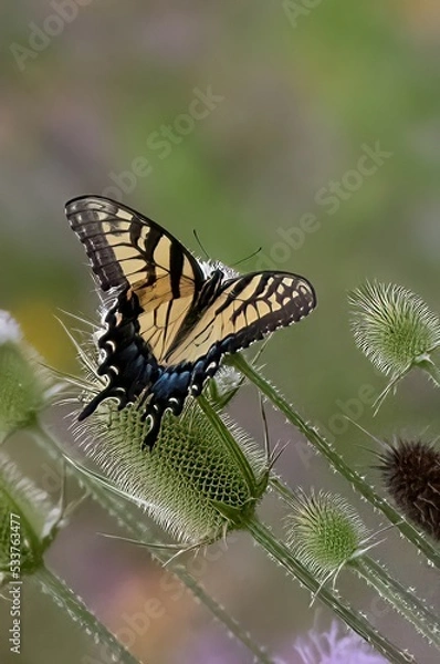 Obraz butterfly on a flower