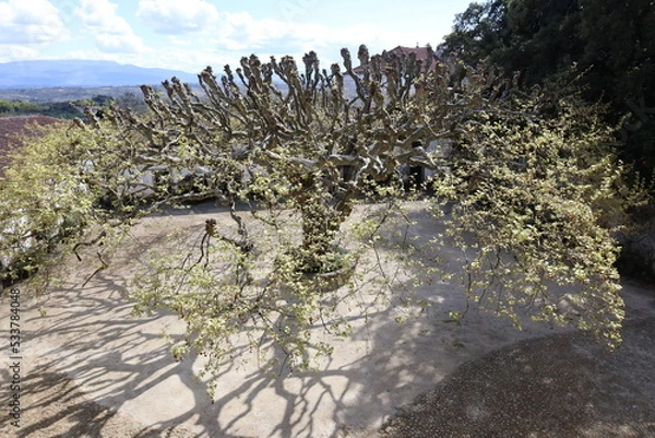 Fototapeta A tree during winter