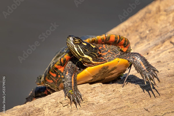 Fototapeta turtle on a log