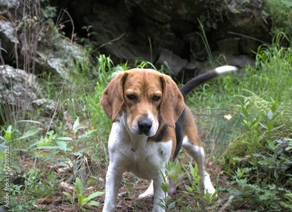 Obraz Hermosa perrita Beagle 