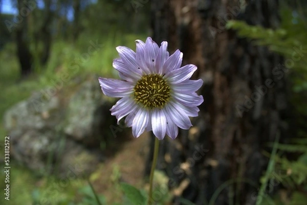 Obraz Girasol Blanco 