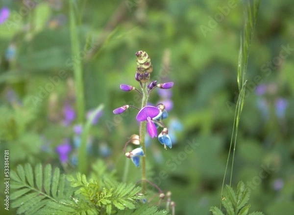 Obraz Hermosa Flor Morada 