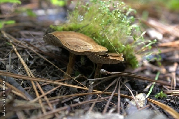 Obraz Hermosos hongos 